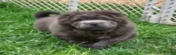 Shar Pei dogs for sale: Blue bear mini - Ad 12