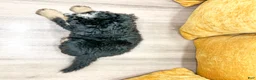 Mini Bernedoodle dogs for sale: Rusty - Ad 6