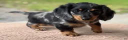 Miniature Dachshund dogs for sale: Hero - Ad 3