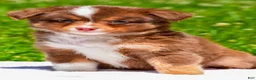 Miniature Australian Shepherd dogs for sale: Fallon - Ad 4