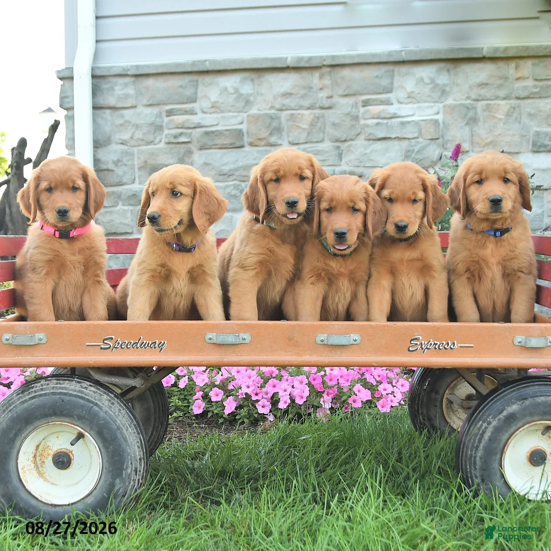 Mixed Breed dogs for sale: Lad  - Ad 3