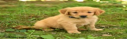 Golden Retriever dogs for sale: Daisy - Ad 5