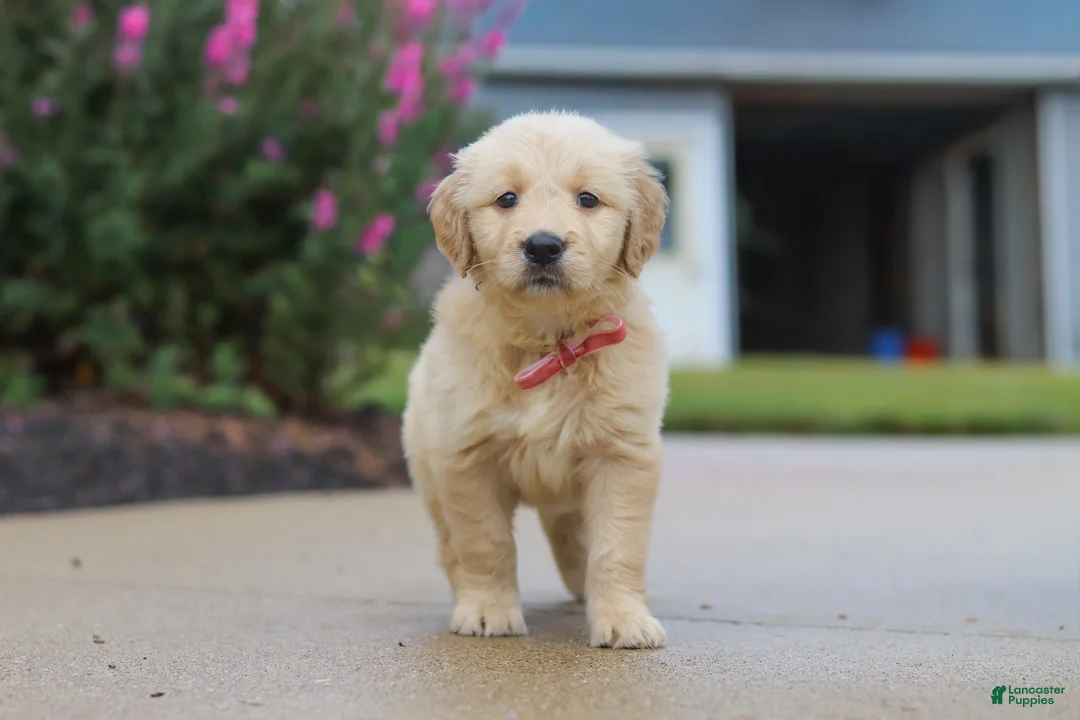Golden Retriever dogs for sale: Ellie - Ad 1