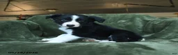 Border Collie dogs for sale: Aainsley - Ad 1