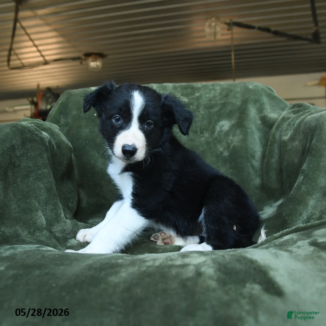 Border Collie dogs for sale: Aainsley - Ad 1