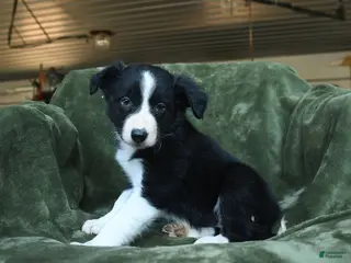 Border Collie dogs for sale: Aainsley - Ad 1