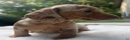 Miniature Dachshund dogs for sale: Moey - Ad 3