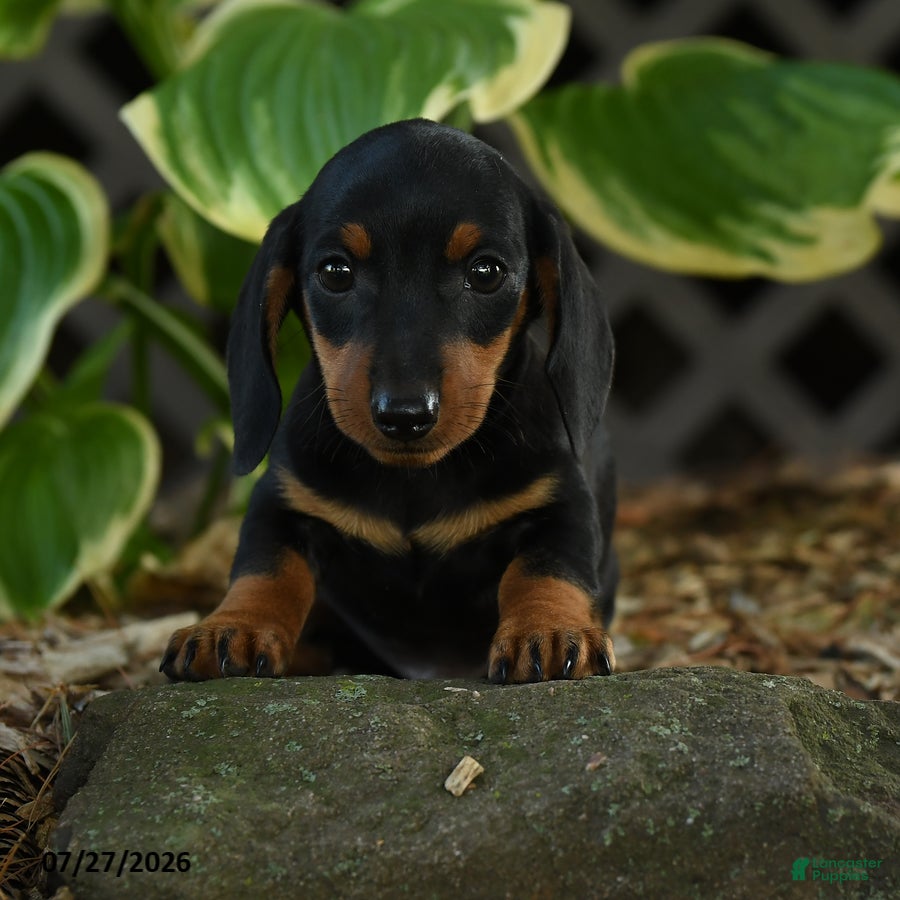 Miniature Dachshund dogs Dillon - Ad 1