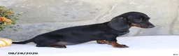 Dachshund dogs for sale: Sara - Ad 4