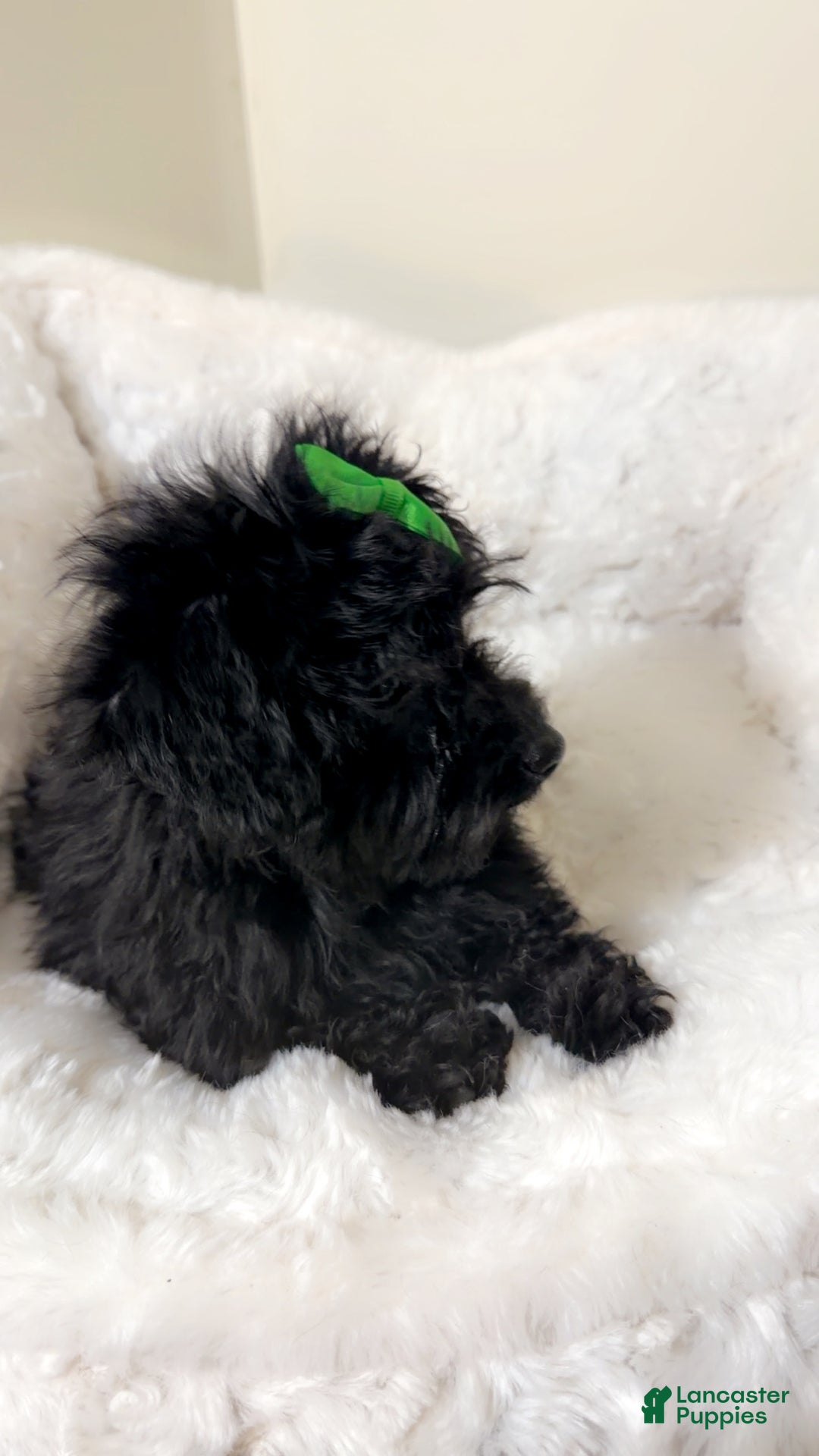 Yorkiepoo dogs for sale: Zara  - Ad 4