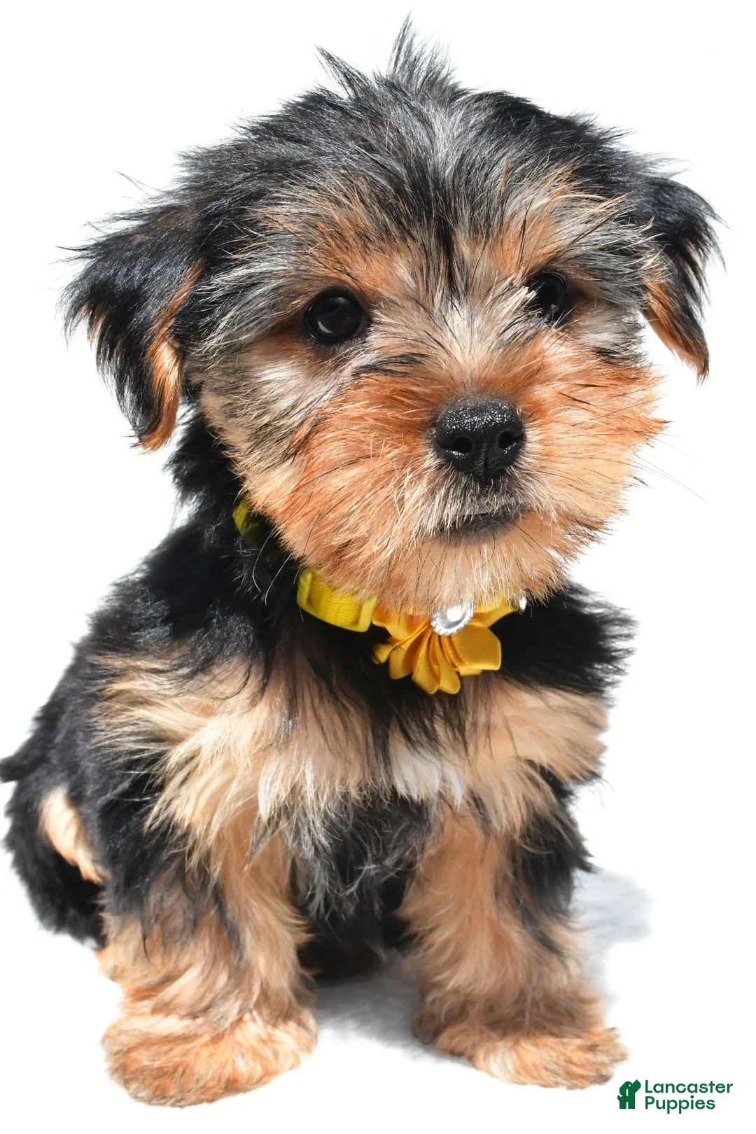 Yorkshire Terrier dogs for sale: Beverly - Ad 2