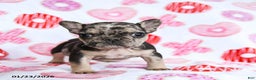 French Bulldog dogs for sale: Snoopy - Ad 4