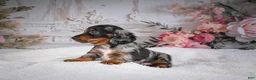 Miniature Dachshund dogs for sale: Leo - Ad 10