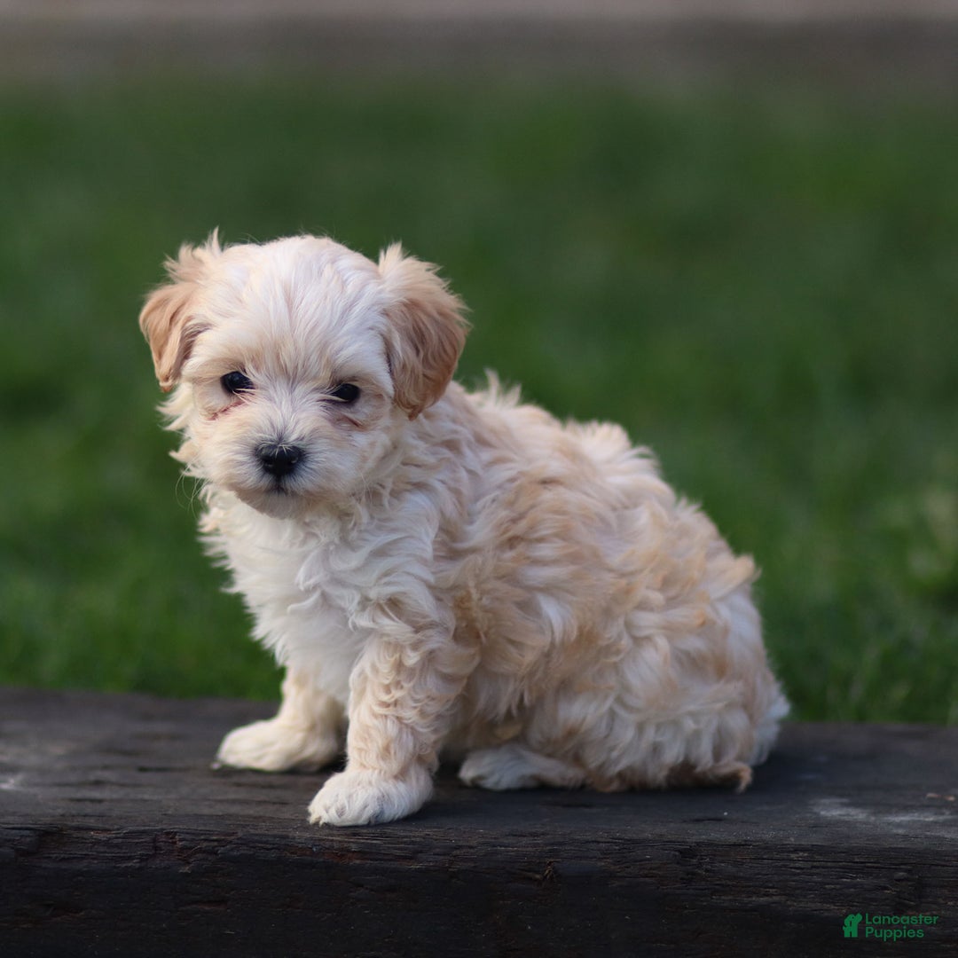 Maltipoo dogs for sale: Sally - Ad 5