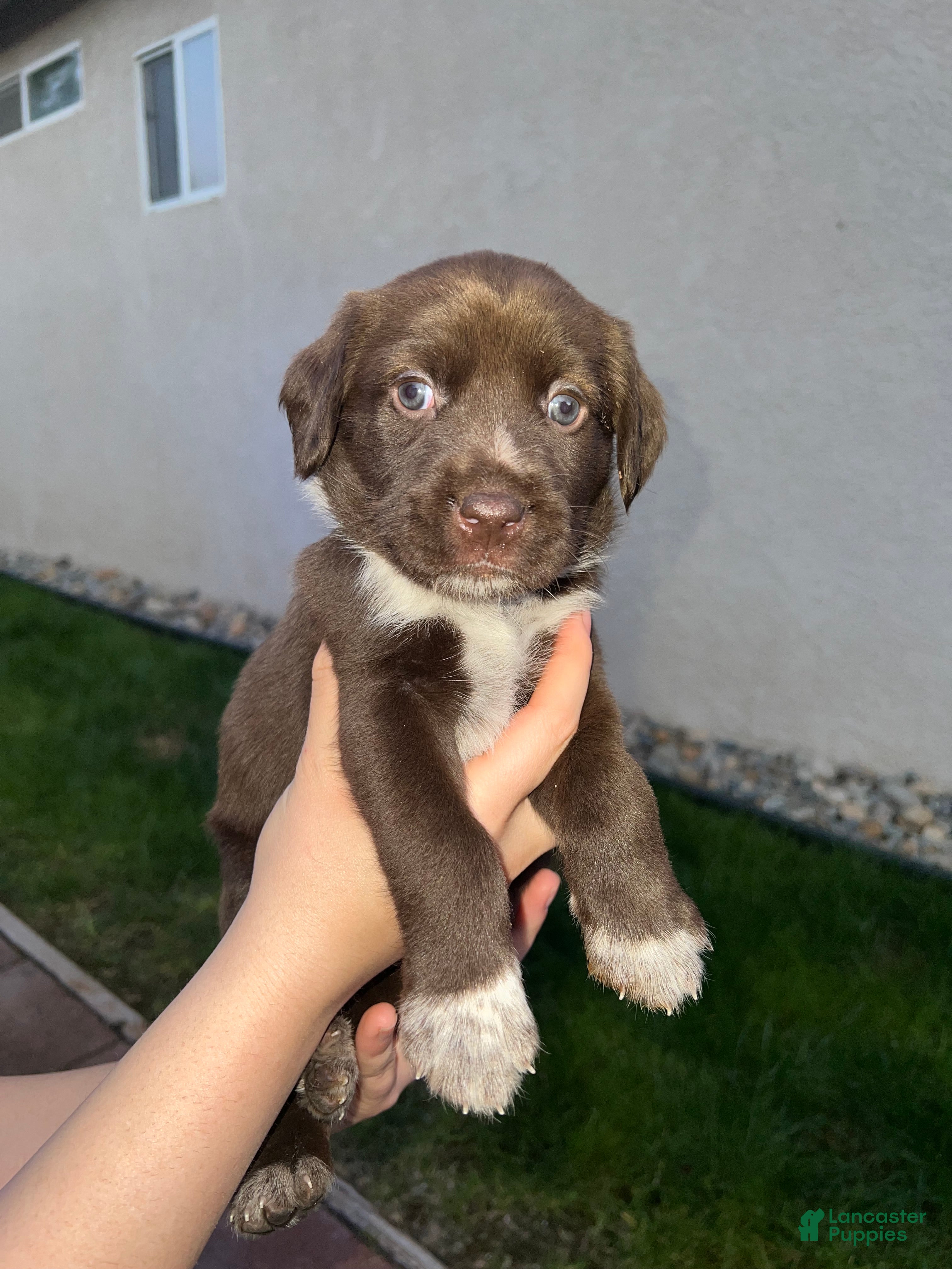 German Shorthaired Pointer dogs German Shorthaired Pointer Puppy 6 - Ad 9
