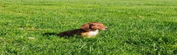 Miniature Dachshund dogs for sale: Luna - Ad 1