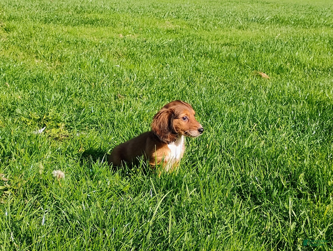 Miniature Dachshund dogs for sale: Luna - Ad 1