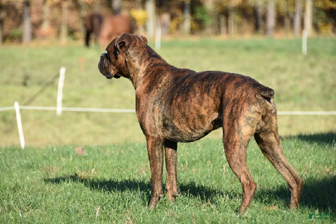 Boxer dogs for sale: Axel - Ad 10