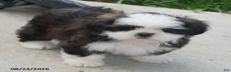 Shih Tzu dogs for sale: Avery - Ad 2