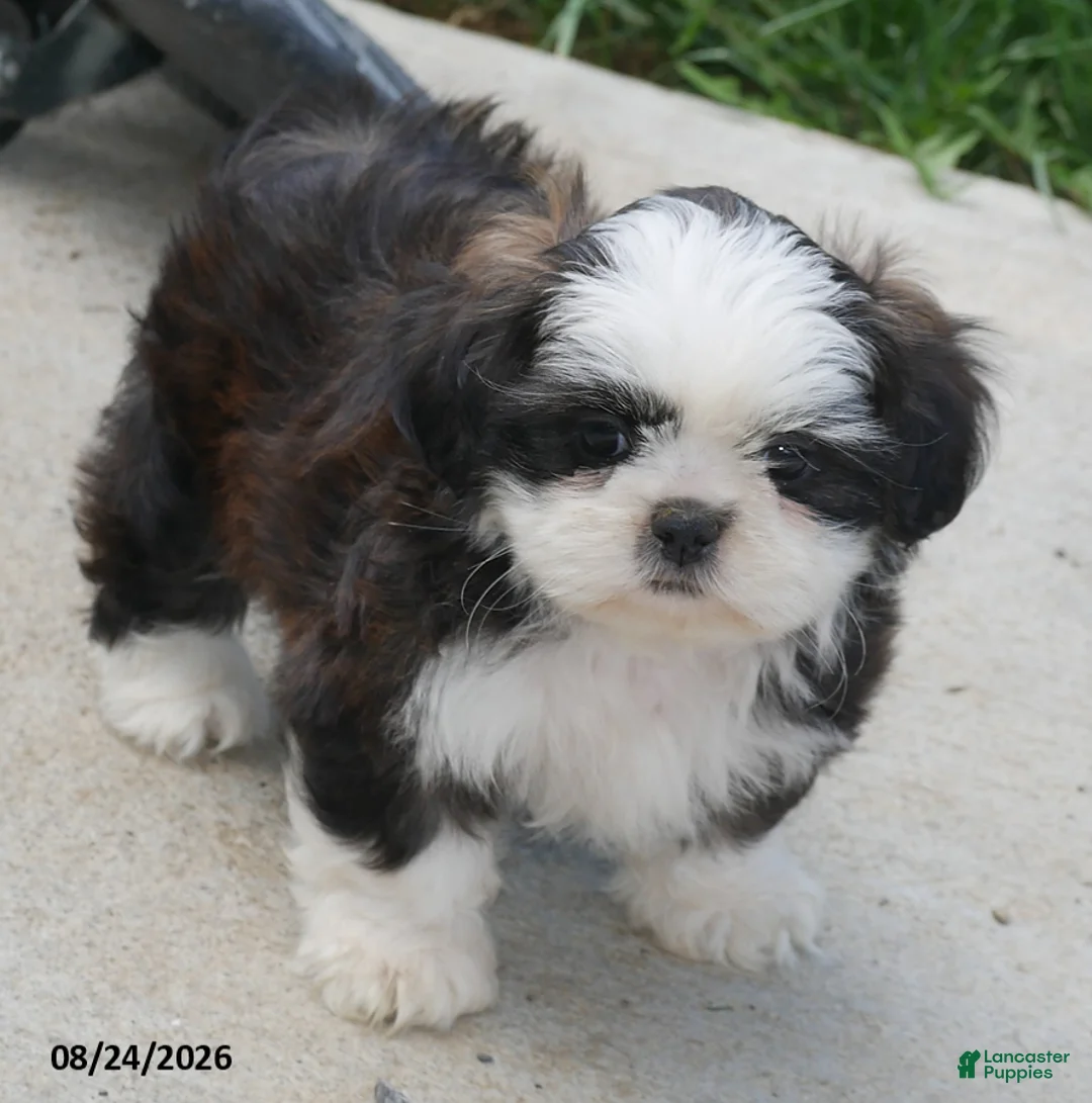 Shih Tzu dogs for sale: Avery - Ad 2