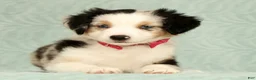 Miniature Australian Shepherd dogs for sale: Remi - Ad 5