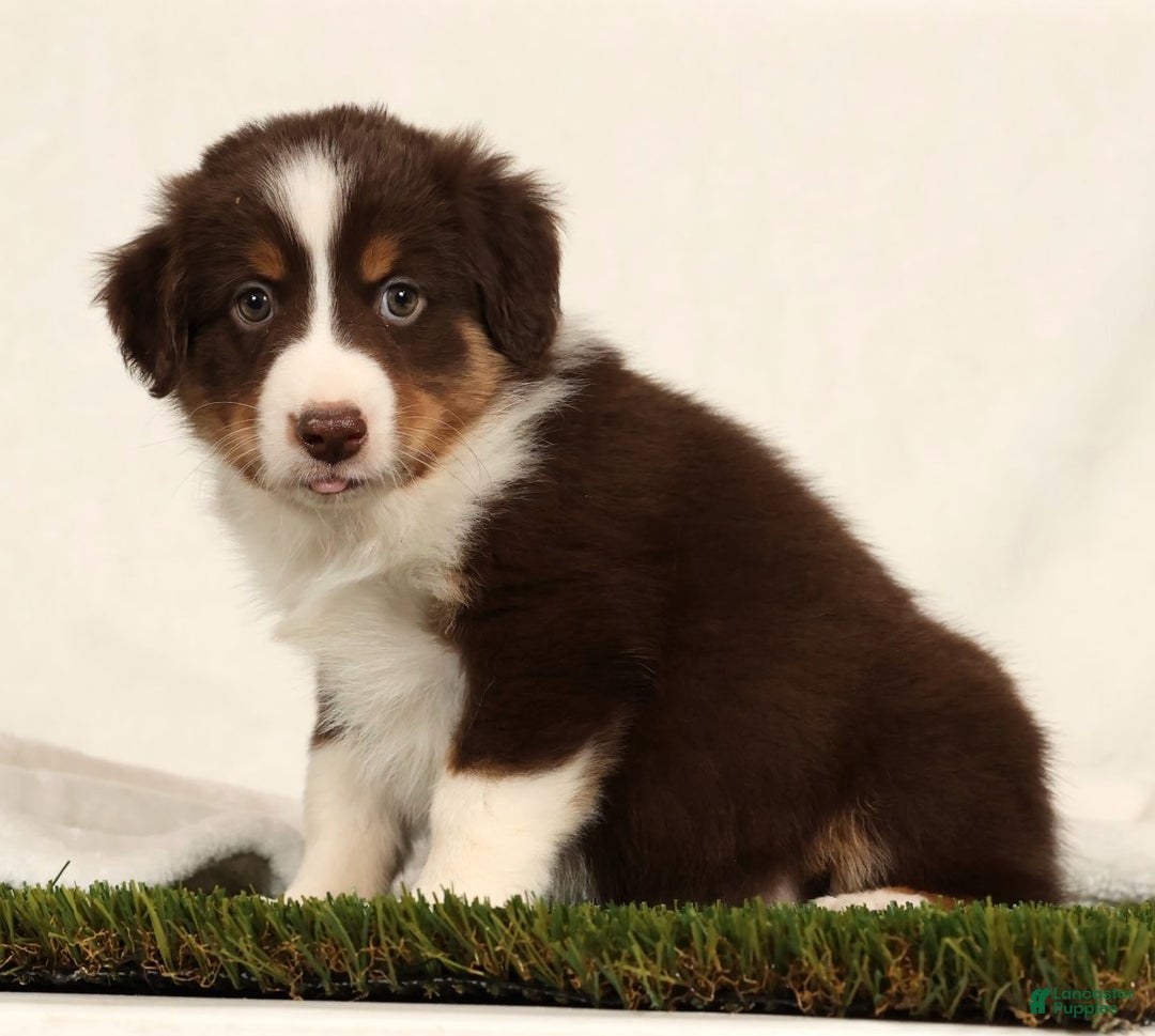 Miniature Australian Shepherd dogs for sale: Dallas - Ad 3