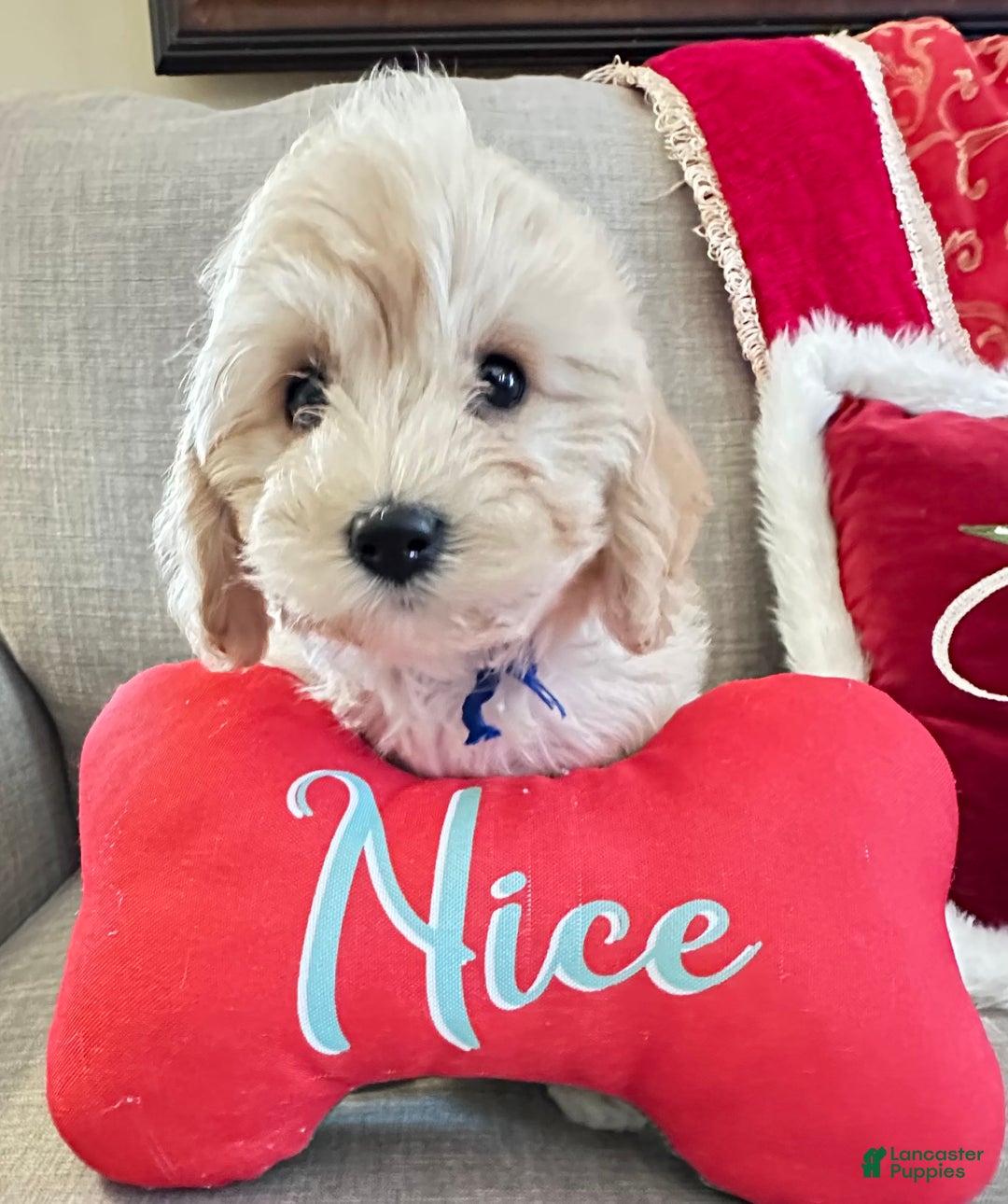 Cavachon dogs for sale: Duffy - Ad 2