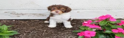 Cavapoo dogs for sale: Fern - Ad 5
