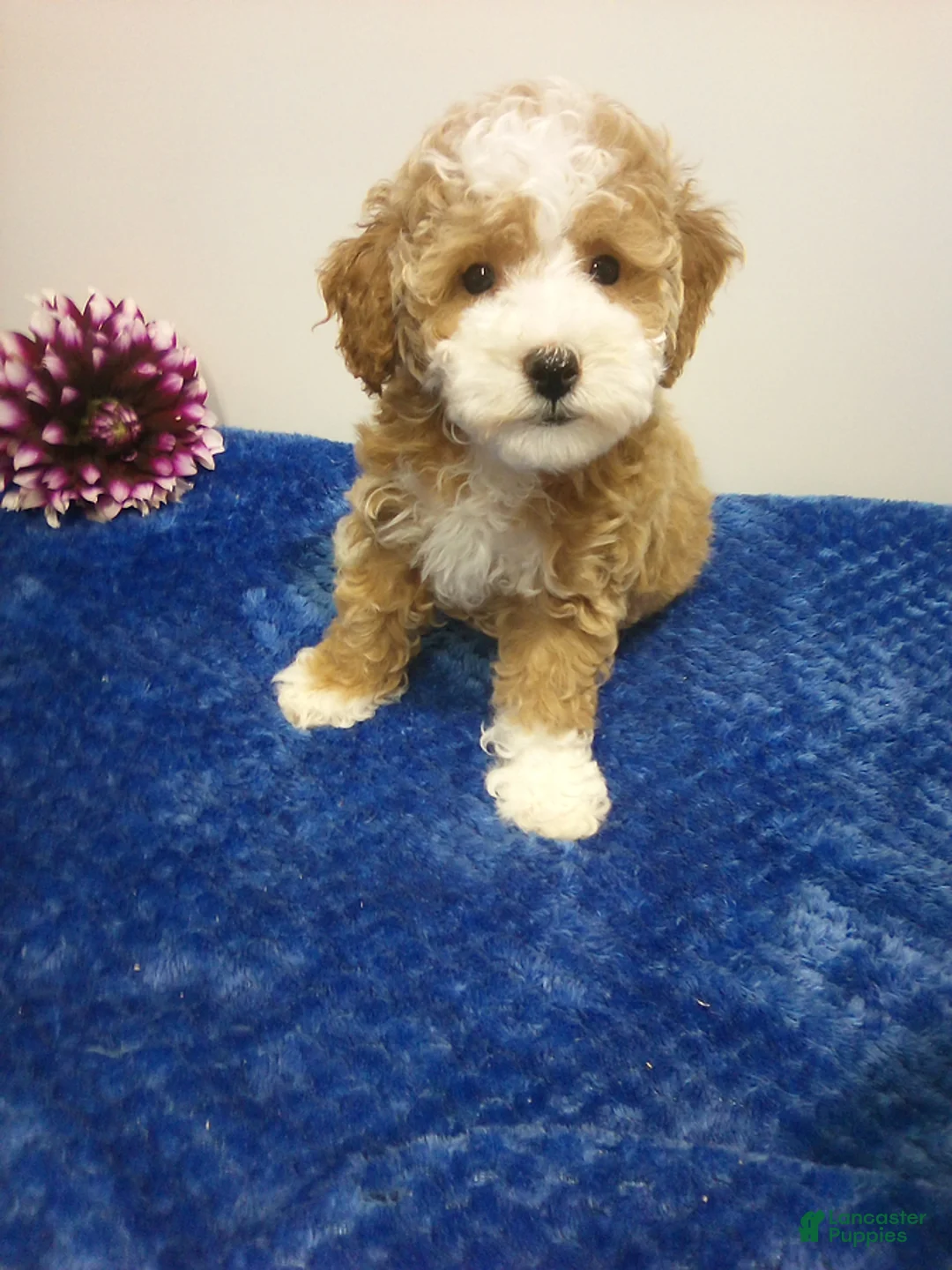 Toy Poodle dogs for sale: Donny - Ad 2