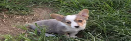 Welsh Corgi Pembroke dogs for sale: Welsh Corgi Pembroke 3 - Ad 3