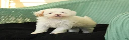 Maltipoo dogs for sale: Wags - Ad 4