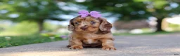 Miniature Dachshund dogs for sale: Clementine - Ad 6
