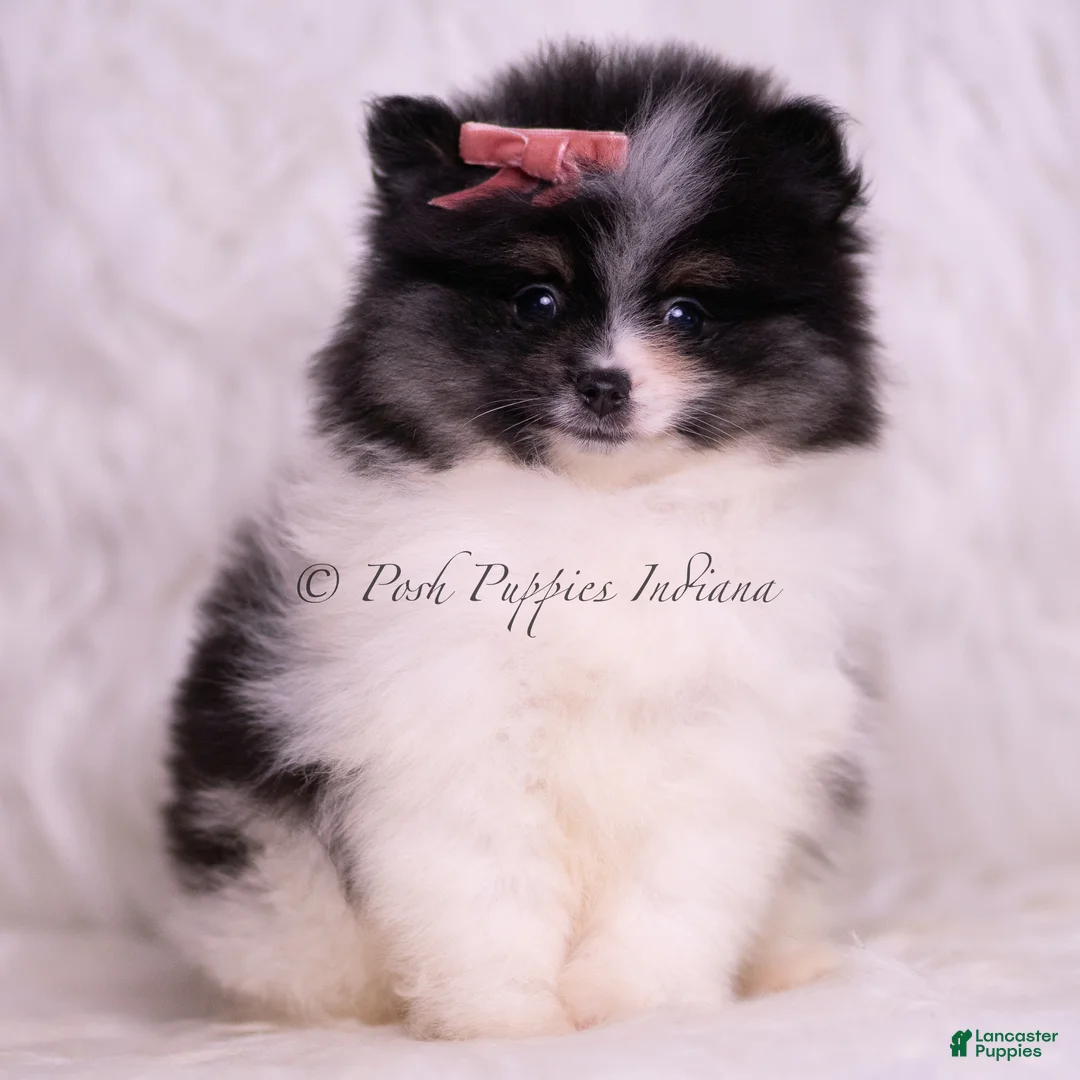 Pomeranian dogs for sale: Kisses - Ad 6