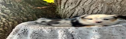 Miniature Australian Shepherd dogs for sale: Milo - Ad 3