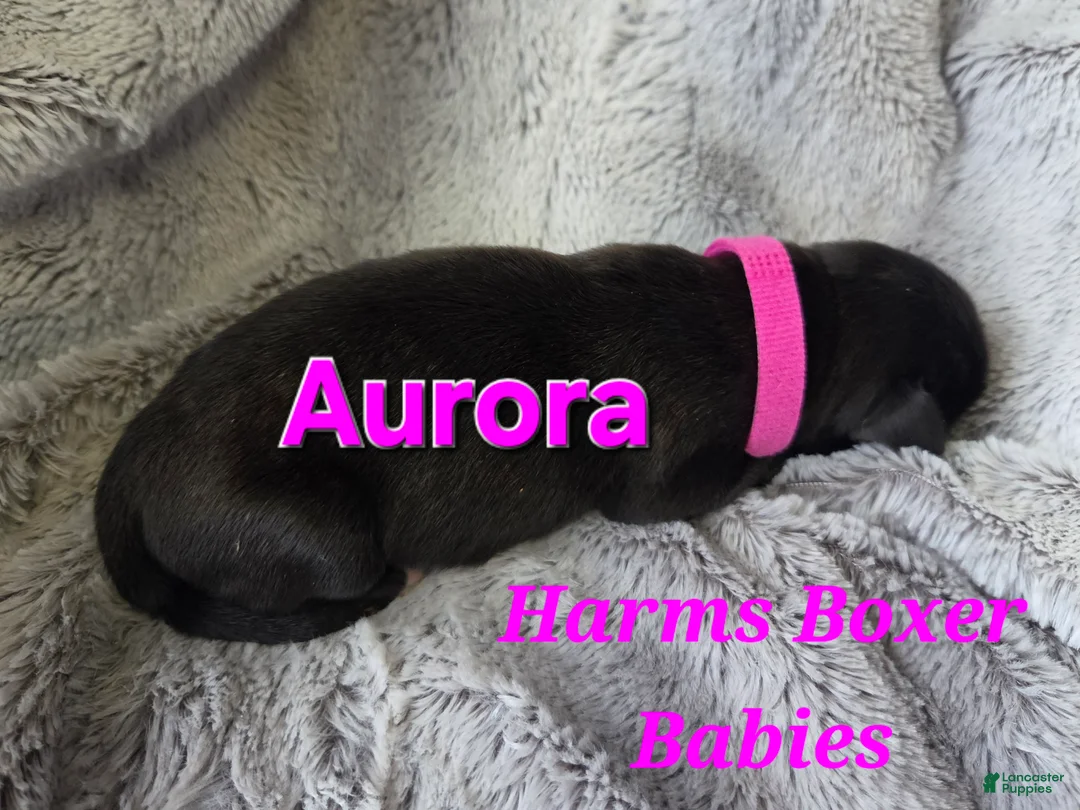 Boxer dogs for sale: Aurora - Ad 2