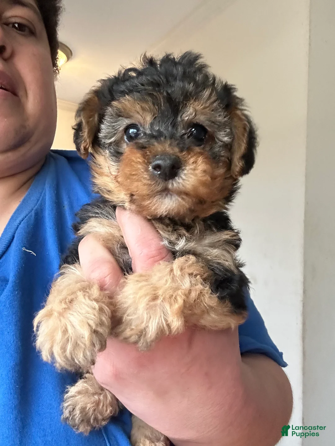 Yorkiepoo dogs for sale: Yorkiepoo Puppy 4 - Ad 1
