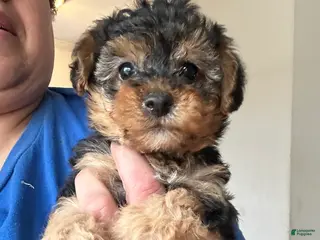 Yorkiepoo dogs Yorkiepoo Puppy 4 - Ad 29