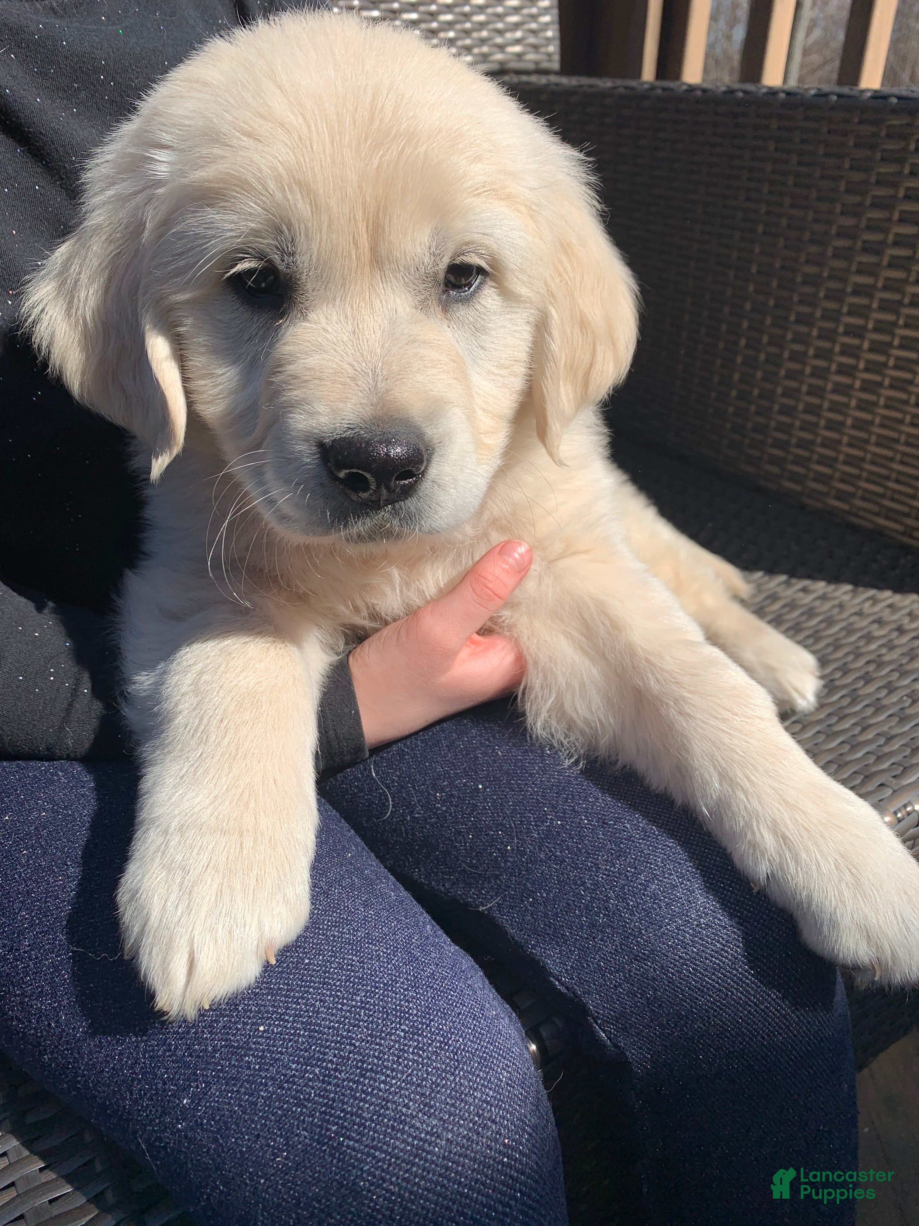 Golden Retriever dogs Violet - Ad 2
