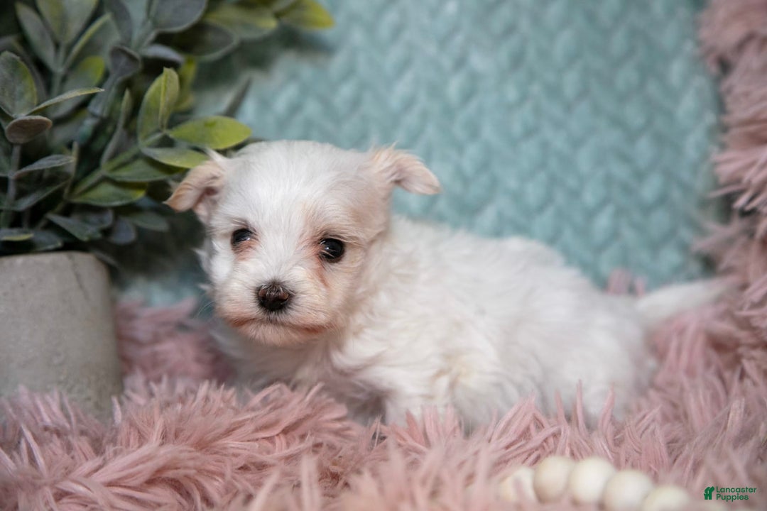 Maltipoo dogs for sale: Ginny - Ad 3
