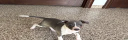 Italian Greyhound dogs for sale: Lanae - Ad 7