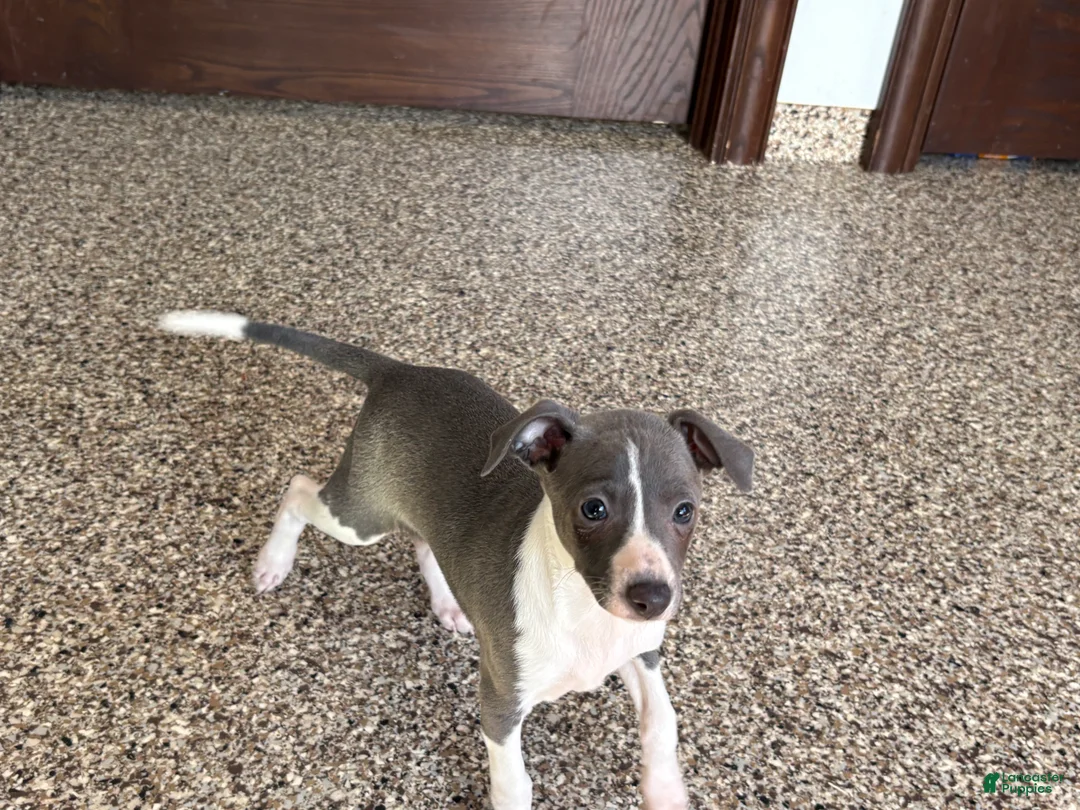 Italian Greyhound dogs for sale: Lanae - Ad 7