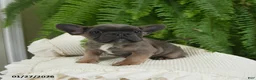 French Bulldog dogs for sale: Trax - Ad 8
