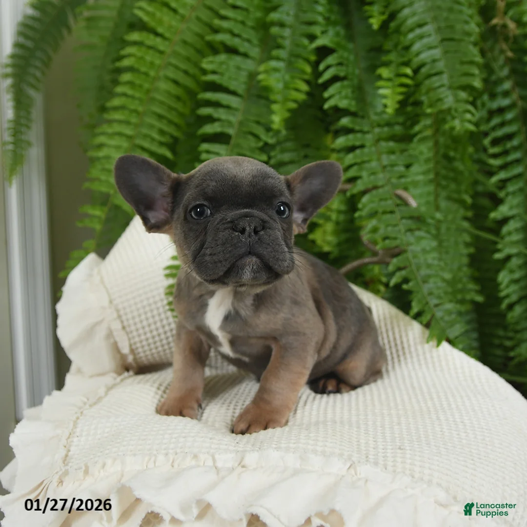 French Bulldog dogs for sale: Trax - Ad 8