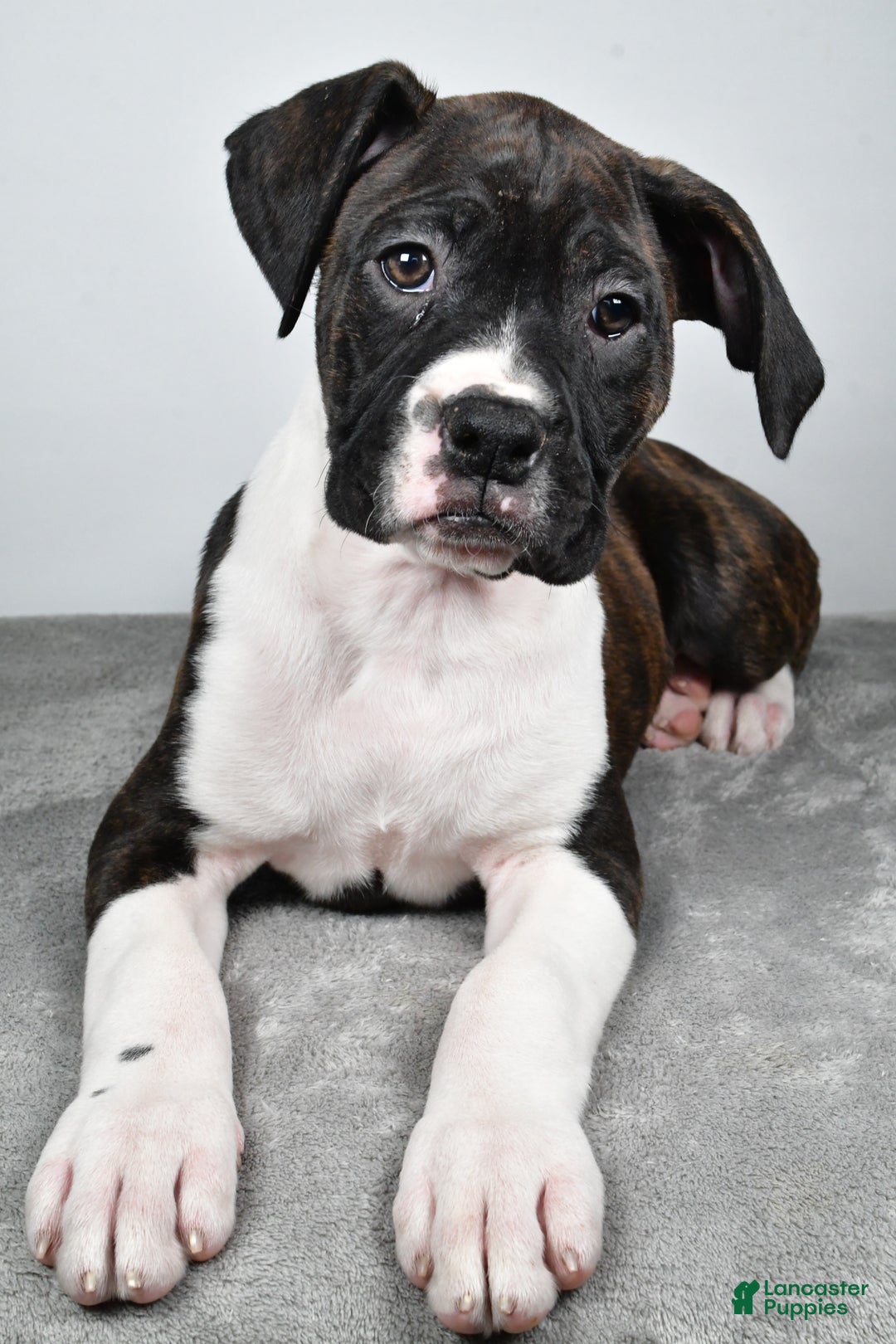 Boxer dogs for sale: Ada - Ad 8