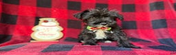 Miniature Schnauzer dogs for sale: Rudolf  - Ad 3