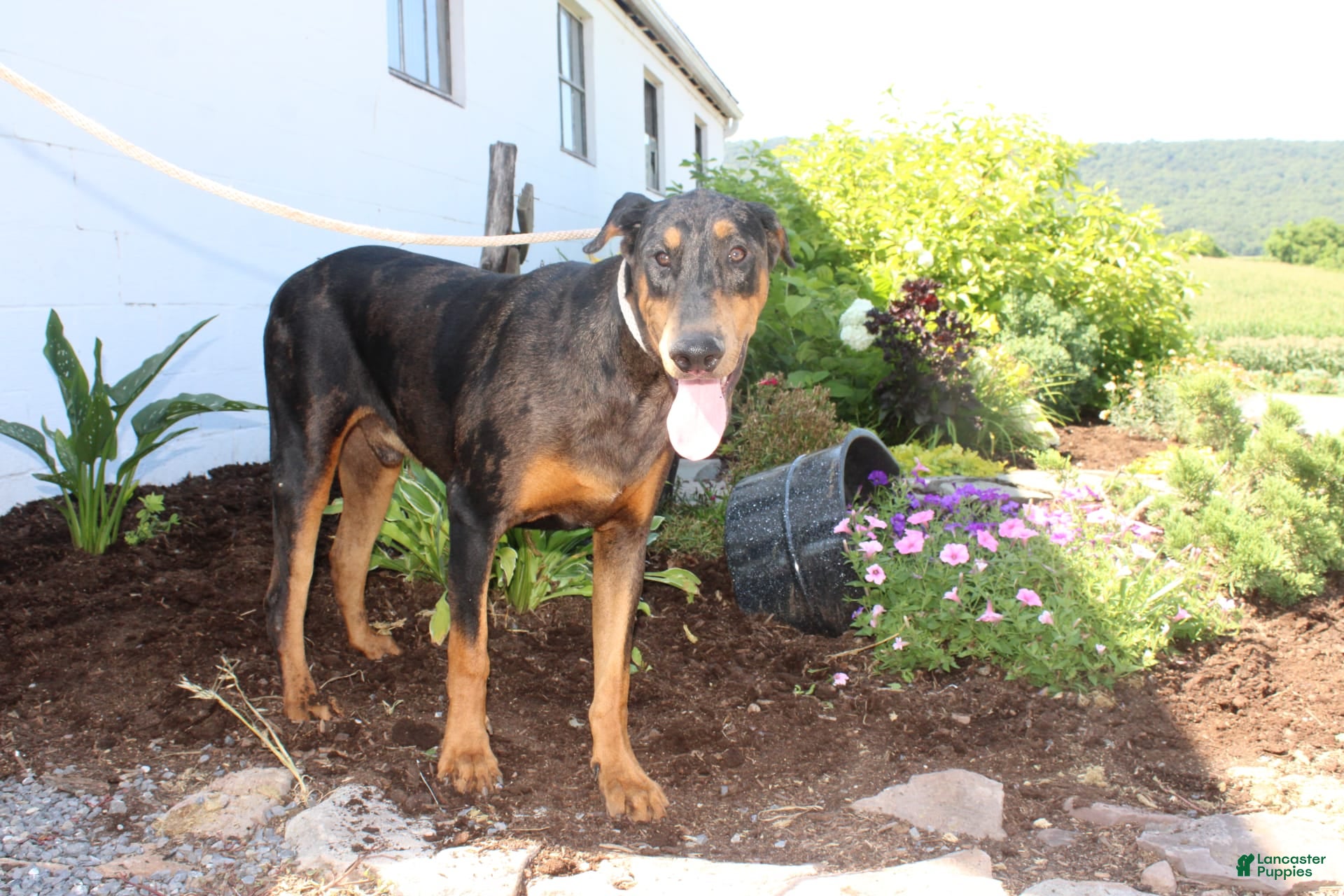 Doberman Pinscher Puppies for sale under $300 Lancaster Puppies