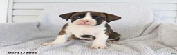 Boxer dogs for sale: Rocky - Ad 5