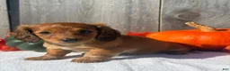 Miniature Dachshund dogs for sale: Autumn - Ad 7