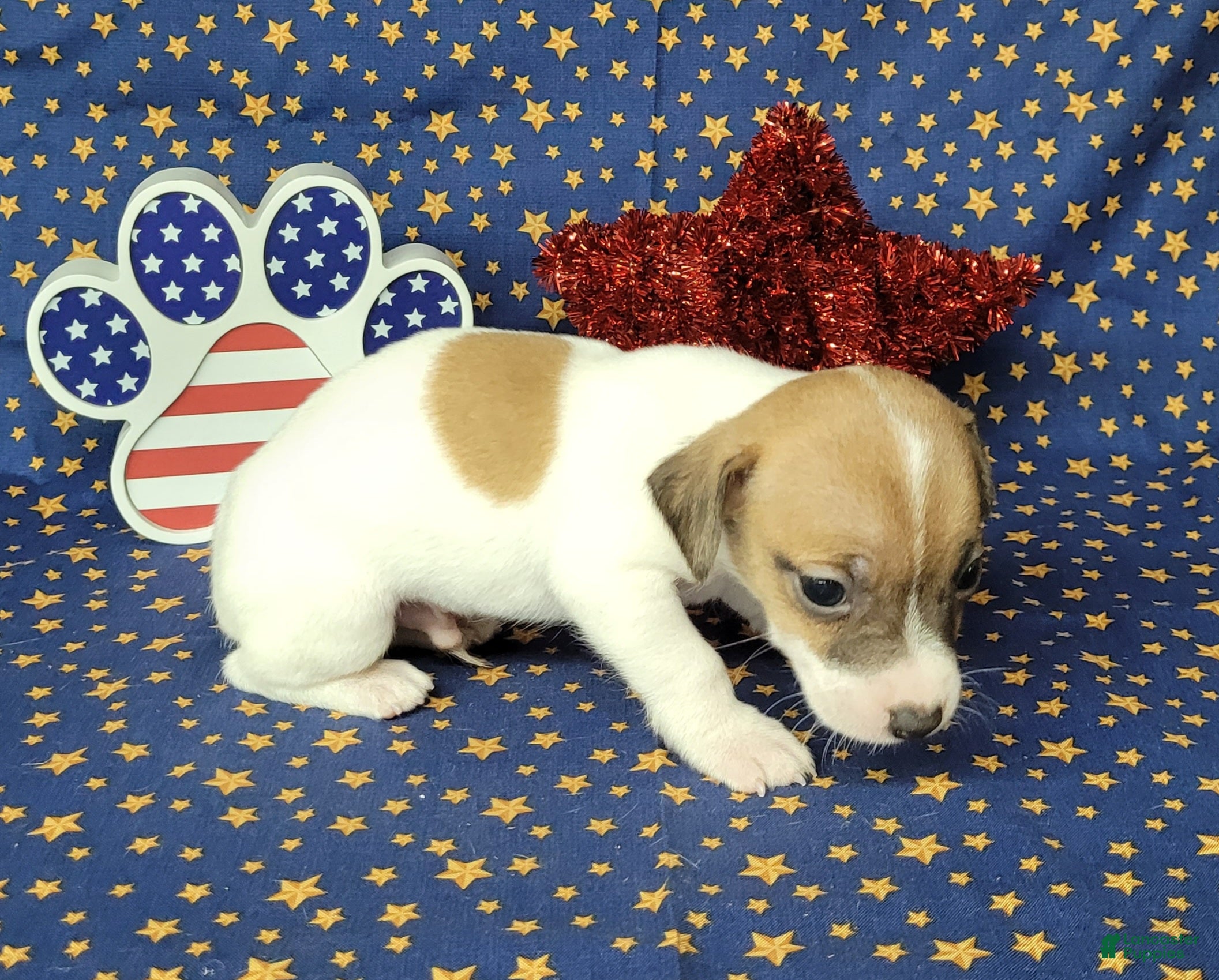 Jack Russell Terrier dogs Racer JRT Delivery available  - Ad 37