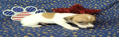 Racer JRT Delivery available 
